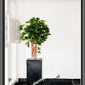 schefflera umbrella 140 cm. in bouvy